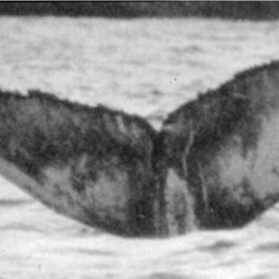 Fluke of NA-1568