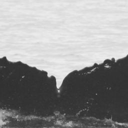 Fluke of CRC-11597
