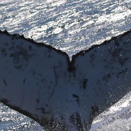 Fluke of HW-MN0801109