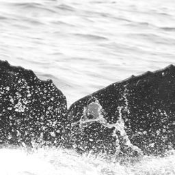 Fluke of CRC-15505