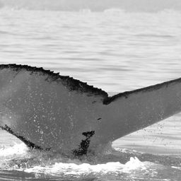 Fluke of WA3003