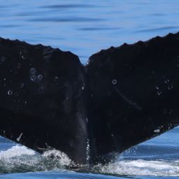 Fluke of CRC-11551