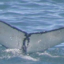 Fluke of HRC-MN66