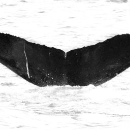 Fluke of CRC-12563