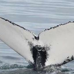 Fluke of HRC-MN237