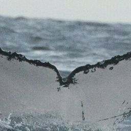 Fluke of HW-MN0801274
