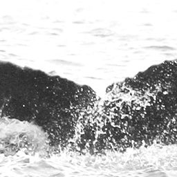 Fluke of CRC-11885