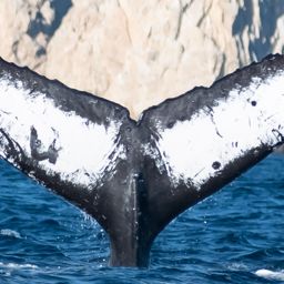 Fluke of TDI-21859
