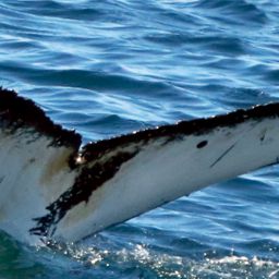 Fluke of HW-MN0801293