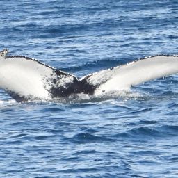 Fluke of HW-MN0102942