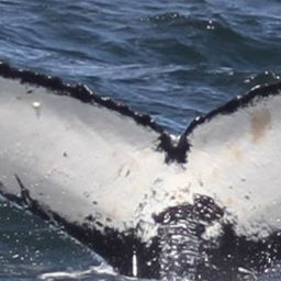 Fluke of HW-MN0801303