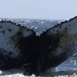 Fluke of HW-MN0801310
