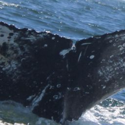 Fluke of HW-MN0801312