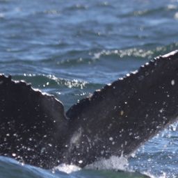 Fluke of HW-MN0801317