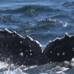Fluke of HW-MN0801319