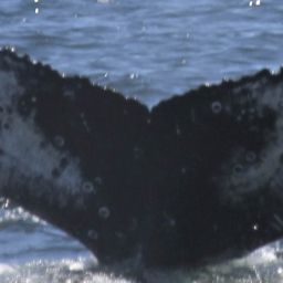Fluke of HW-MN0801335