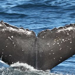 Fluke of HW-MN0801372