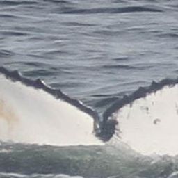 Fluke of HW-MN0801430