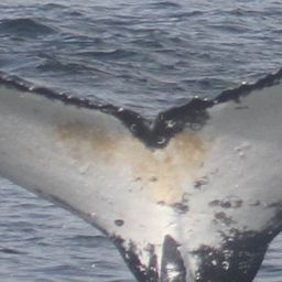 Fluke of HW-MN0801432