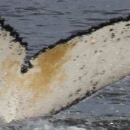 Fluke of HW-MN0801438