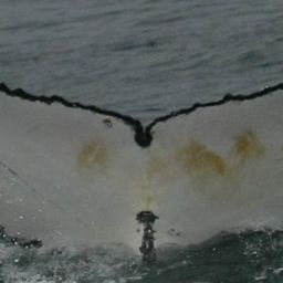 Fluke of HW-MN0801444