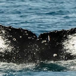 Fluke of HW-MN1303971