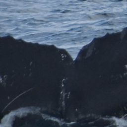 Fluke of Burbuja
