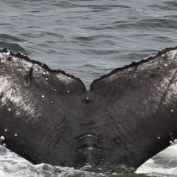 Fluke of CRC-20389