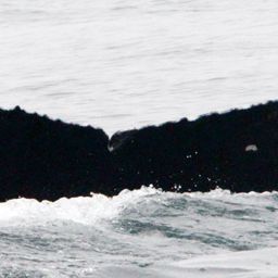 Fluke of 2022 calf of Propscar
