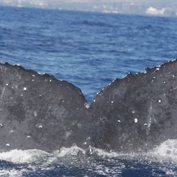 Fluke of TDI-22268
