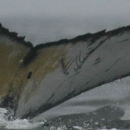 Fluke of HW-MN0801492