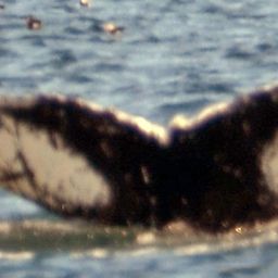 Fluke of NA-1097