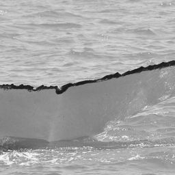Fluke of WA3644