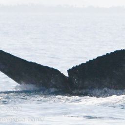 Fluke of CRC-30079