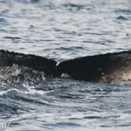 Fluke of CRC-30071