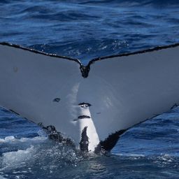 Fluke of HW-MN1104075