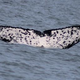 Fluke of FIBB-1BB190