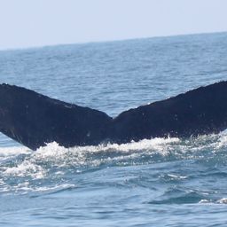 Fluke of FIBB-5BB1167