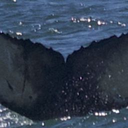 Fluke of Nitro