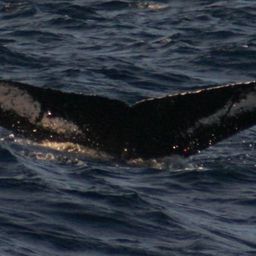 Fluke of NA-2498