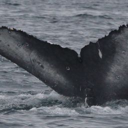 Fluke of CRC-22130