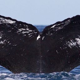 Fluke of NA-6155