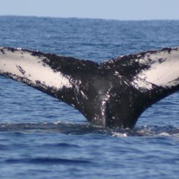 Fluke of NA-5961