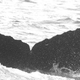 Fluke of CRC-11518