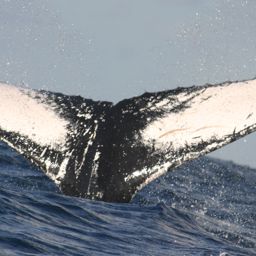 Fluke of MONAH-M04_0662
