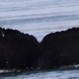 Fluke of Triton