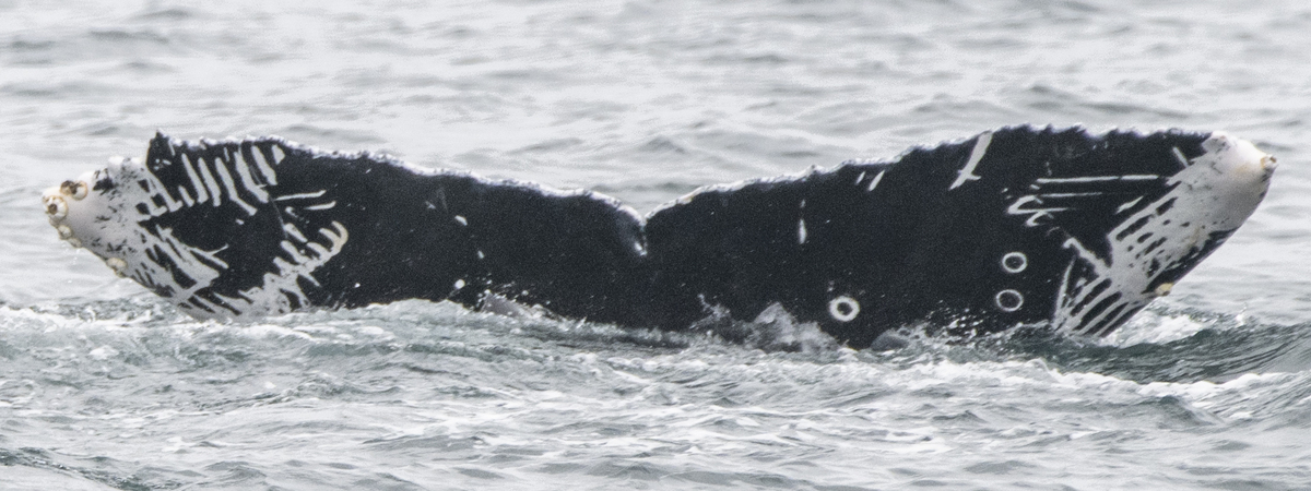 Fluke of Akiko (Bling Pod and 2022 calf of Blingy)