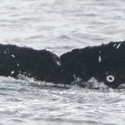 Fluke of Akiko