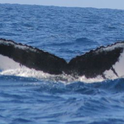 Fluke of MONAH-M05_0934