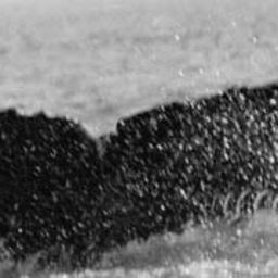 Fluke of MRIWU-00006